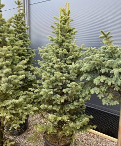 Kėnis Subalpinis Argentea 200-230 cm