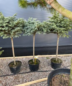 Alternative view of Eglė Dygioji Glauca Globosa 150-170 cm