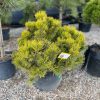 Pušis Juodoji SKIEPINTA 125-155 cm – A0093