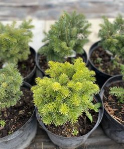 Kenis Subalpinis Green Globe 30-40 cm