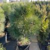 Pušis Juodoji Spilberg SKIEPINTA 160-200 cm – A0027
