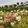 Hortenzija Šluotelinė Strong Anabelle 50-70 cm – A0072