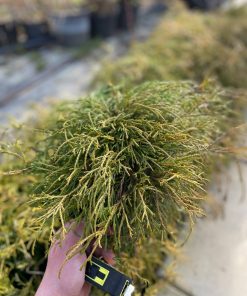 Alternative view of Tuja Golden Tuffet 20-20 cm