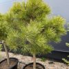 Pušis Juodoji Rondello 70-80 cm – A0026