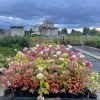 Hortenzija Šluotelinė Strong Anabelle 50-70 cm – A0072