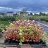 Hortenzija Šluotelinė Vanila Fraise Renba 50-70 cm – A0067