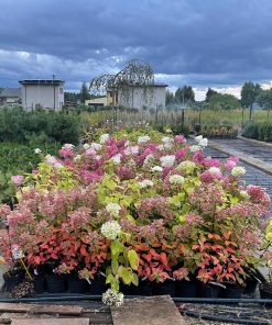 Hortenzija Šluotelinė Vanila Fraise 50-70 cm