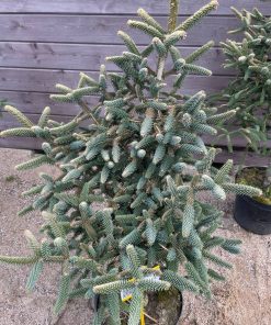 Kenis Korejinis Cephalonica Aurea 90-110 cm