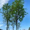 Vyšnia Laurų Novita 50-70 cm – A0278