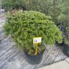 Kėnis Subalpinis Argentea 200-230 cm – A0060