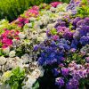 Hortenzija Lime Light Skiepinta 50-90 cm – A0690