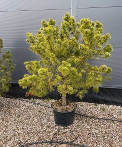 Pušis Kalninė Winter Gold 180-180 cm