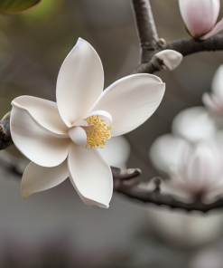 Magnolijos