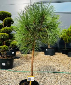 Alternative view of Pinus thunbergii Bonshosho 90-130 cm