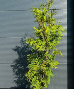 Tuja Vakarinė Brabant 110-130 cm