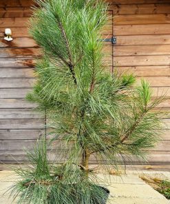 Pušis Geltonoji 80-100 cm - Image 4