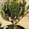 Pušis Kalninė Grune Welle 30-40 cm – A0119