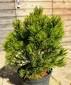 Pušis Kalninė Allgau 40-50 cm - Image 5