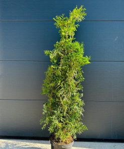 Tuja Vakarinė Brabant (laikinai neparduodama) 110-130 cm