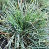 Miskantas Kininis Graziella 20-100 cm – A0289