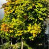 Klevas Paprastasis Skiepytas Globosum 200-220 cm – A0046