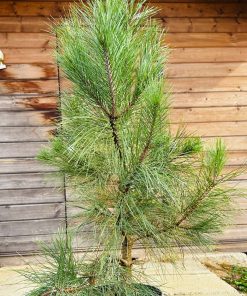 Pušis Geltonoji 80-100 cm - Image 3