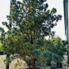 Pušis Densiflora Oculus-Draconis Skiepinta 300-400 cm – A0277