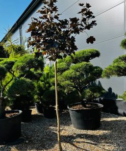Klevas Platanoides Crimson King 180-200 cm - Image 5