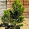 Pušis Juodoji Hornibrookiana 40-50 cm – A0127
