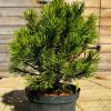 Pušis Kalninė Carsten 40-60 cm – A0117