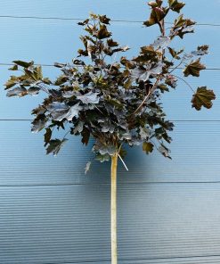 Klevas Platanoides Crimson King 180-200 cm - Image 4