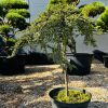 Kadagys Paprastasis Green Carpet SKIEPINTA 70-80 cm – A0137