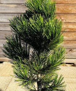 Pušis Baltiažievė Mint Truffle 45-55 cm - Image 4