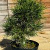 Pušis Gausiažiedė Low Glow 40-60 cm – A0132