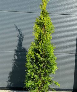 Tuja Vakarinė Smaragd 100-110 cm