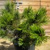 Pušis Kalninė Grune Welle 30-40 cm – A0119