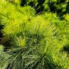 Pušis Juodoji Oregon-Green 100-130 cm – A0187