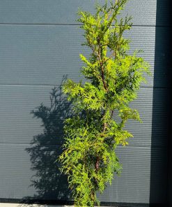 Alternative view of Tuja Vakarinė Brabant 110-130 cm