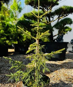 Eglė Rytinė Aureospicata 120-150 cm - Image 3