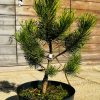 Pušis Kalninė Obhir 30-40 cm – A0124