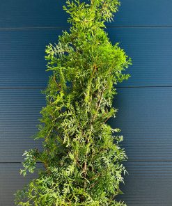 Tuja Vakarinė Brabant (laikinai neparduodama) 120-140 cm