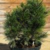 Pušis Kalninė Winter Gold 70-90 cm – A0126
