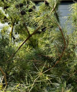 Alternative view of Pušis Densiflora Oculus-Draconis  Skiepinta 300-400 cm