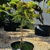 Kadagys Paprastasis Zeal SKIEPINTA 60-70 cm – A0138