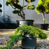 Kadagys Kazokinis Tamariscifolia 20-30 cm – A0063