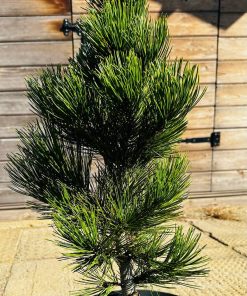 Pušis Baltiažievė Mint Truffle 45-55 cm - Image 3