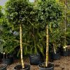 Karpotasis Beržas Youngi 180-200 cm – A0230
