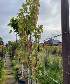 Klevas Freemanii Autumn Blaze 180-200 cm - Image 2