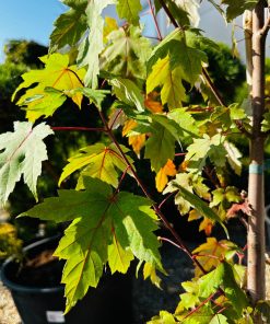 Klevas Freemanii Autumn Blaze 180-200 cm - Image 5