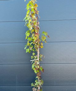 Klevas Freemanii Autumn Blaze 180-200 cm - Image 4